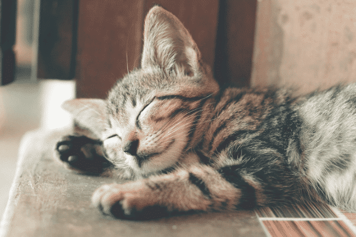眠りにつく猫